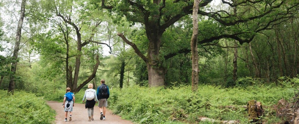 Haughmond Hill - Forestry England - Image 5