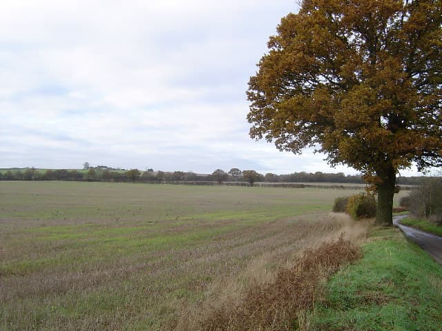 Nomansland Common - Main view