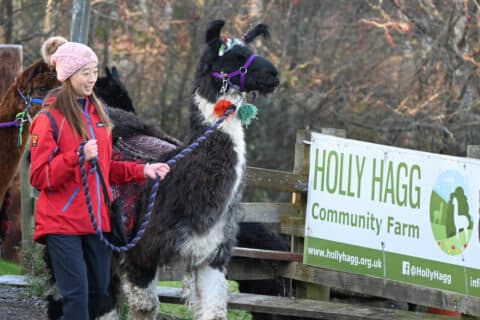 Holly Hagg Community Farm & Alpaca Treks - Image 2