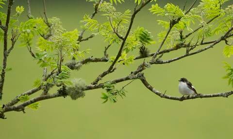 Llanymynech Rocks Nature Reserve (Montgomeryshire) - Image 2