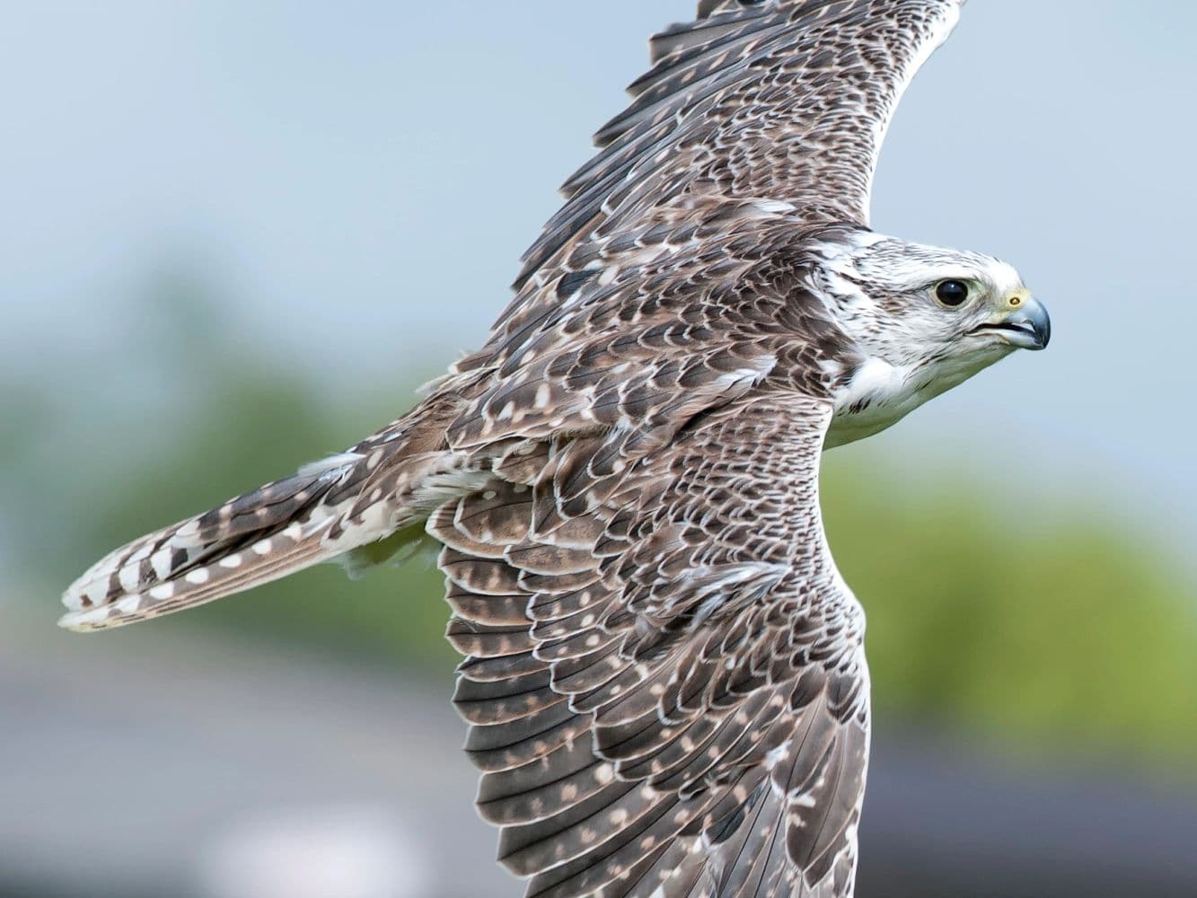 Cornish Birds Of Prey - Image 1