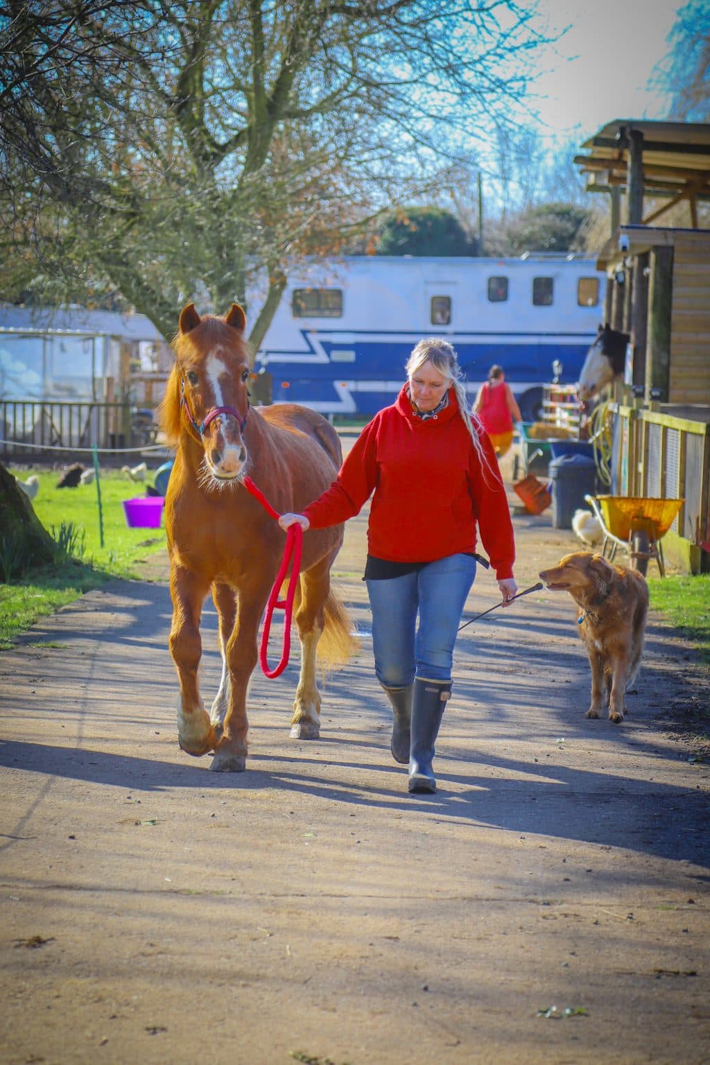 Northcote Heavy Horse Centre - Main view