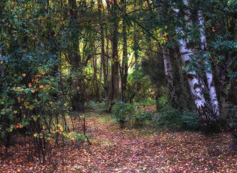 Brandon Marsh Nature Reserve - Image 2