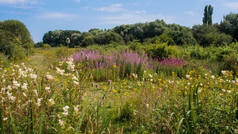 Brandon Marsh Nature Reserve - Image 3