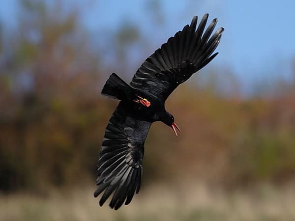 Wildwood Trust - Image 2