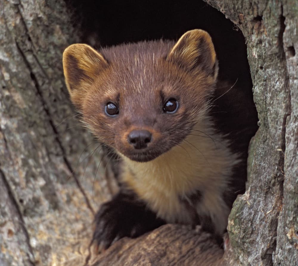 Wildwood Trust - Image 3