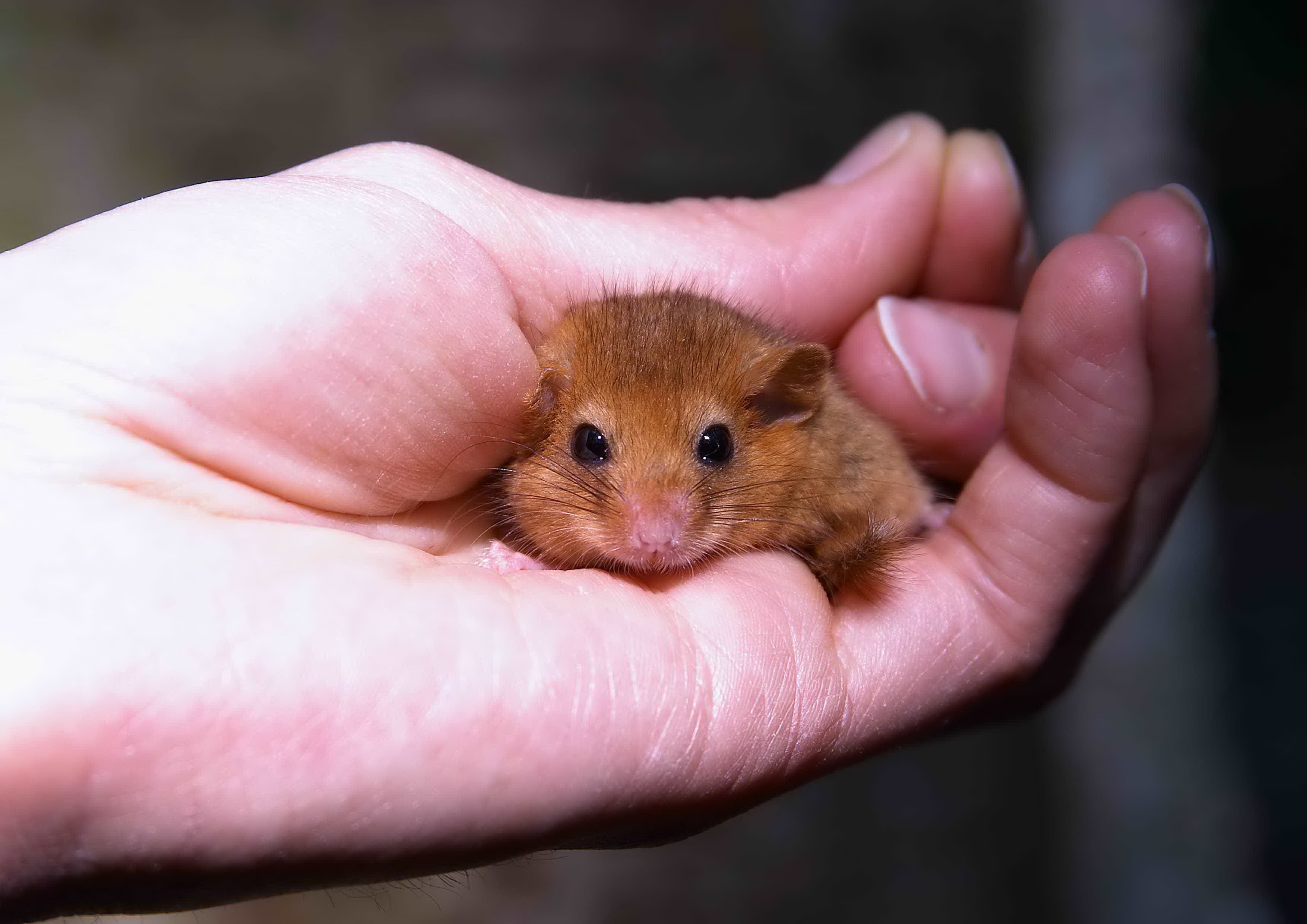 Wildwood Trust - Image 4