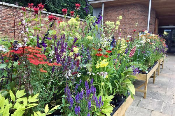 Scampston Hall & Walled Garden - Image 5