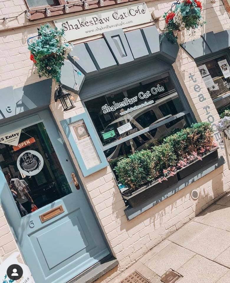 Shakespaw Cat Cafe. - Main view