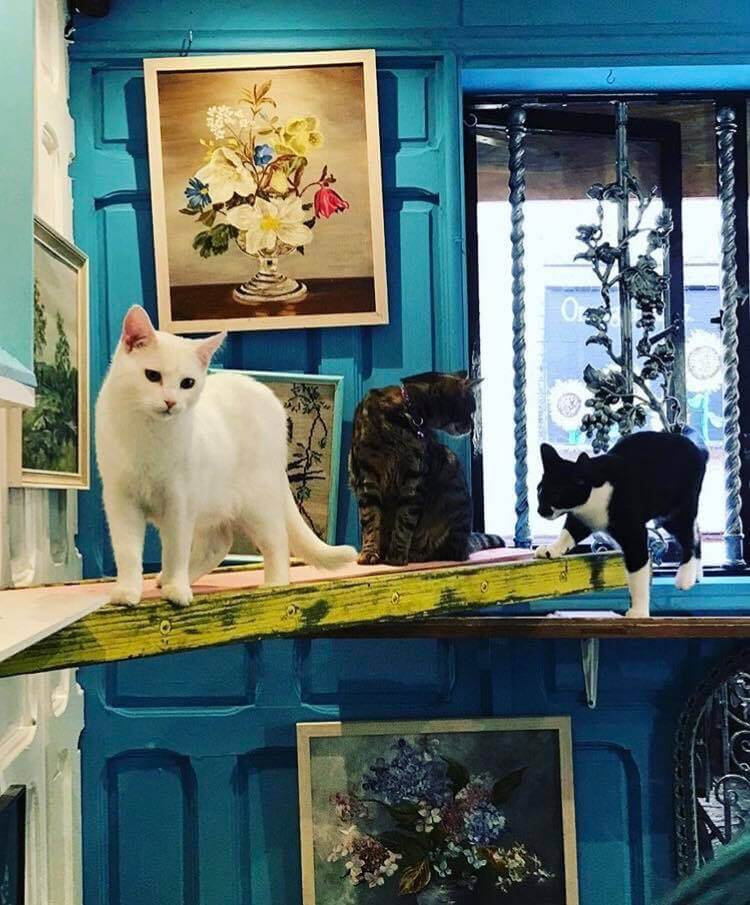 Shakespaw Cat Cafe. - Image 3