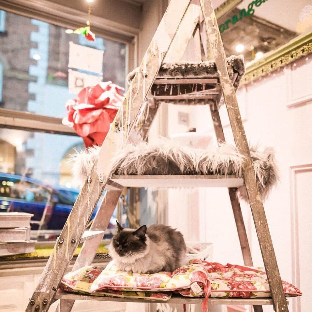 Shakespaw Cat Cafe. - Image 4