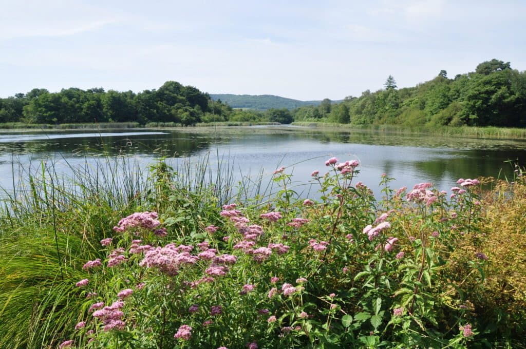 Burton and Chingford Ponds Nature Reserve - Image 2