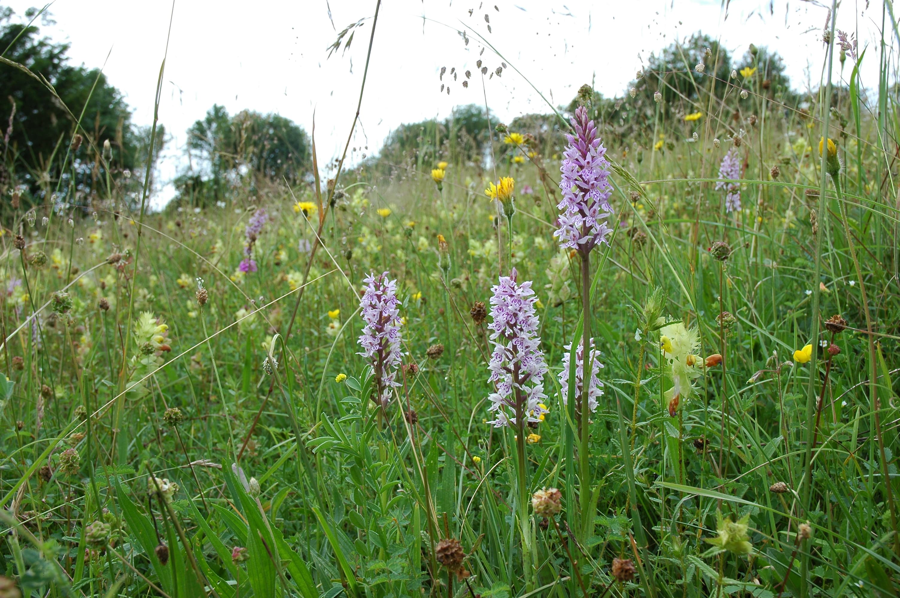 Kenley Common - Image 3