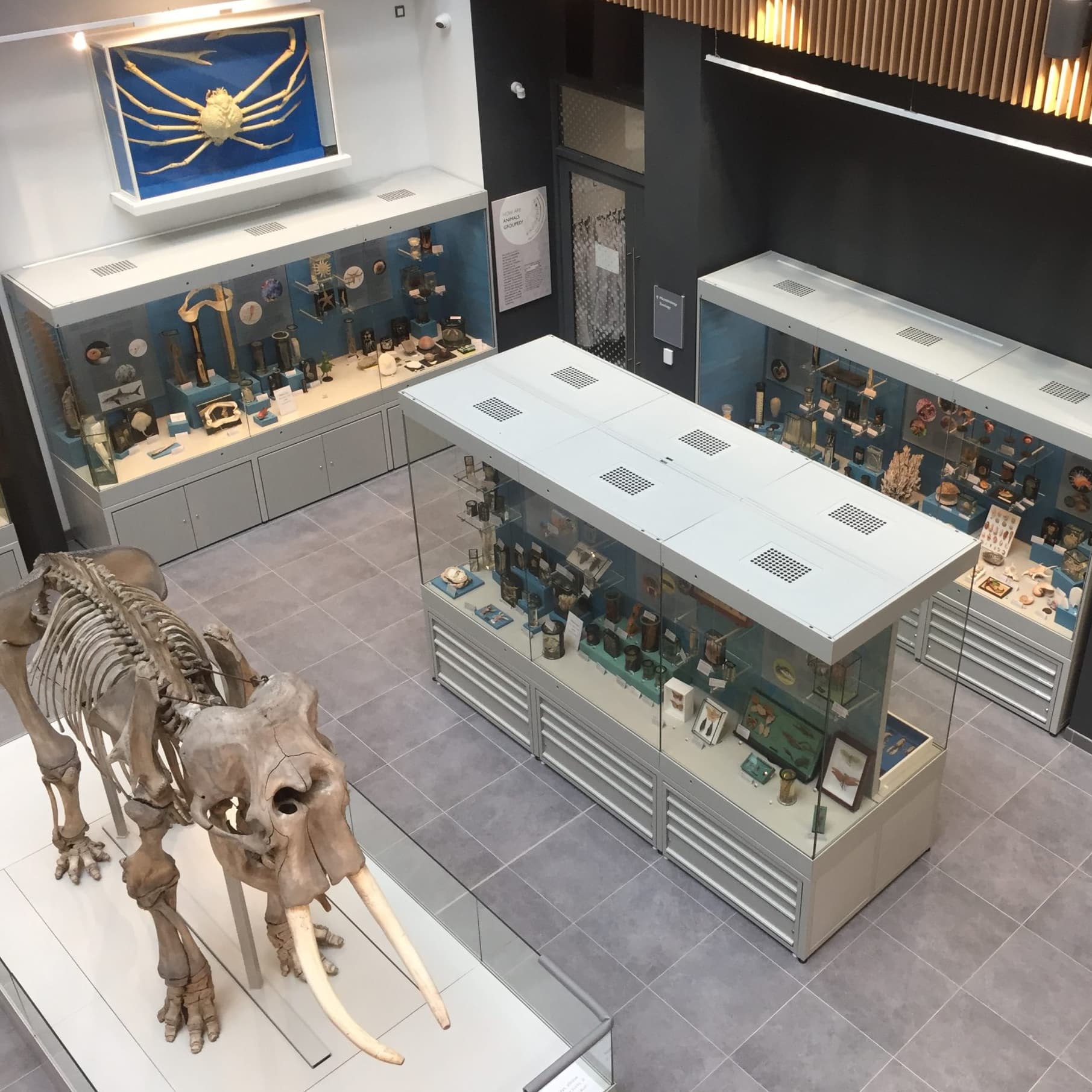 Ure Museum of Greek Archaeology - Main view