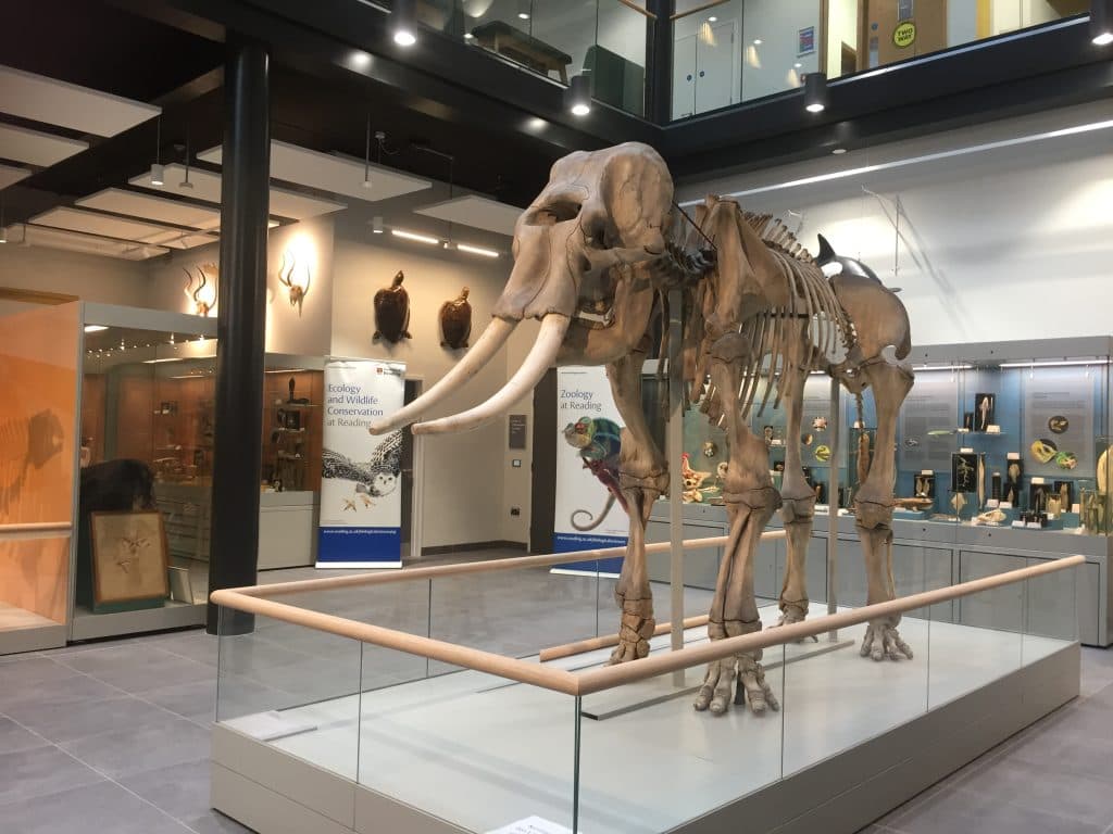 Ure Museum of Greek Archaeology - Image 2