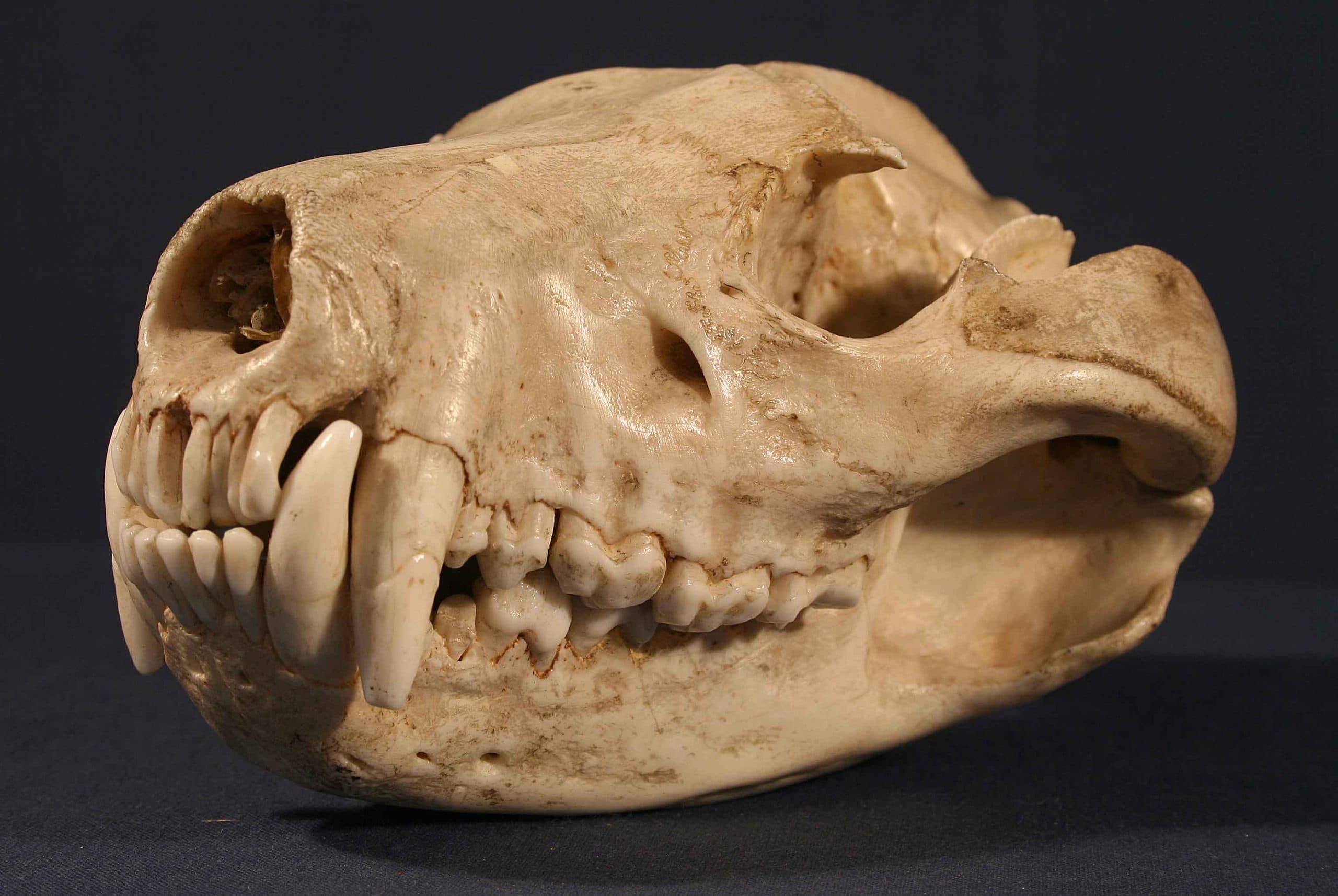 Ure Museum of Greek Archaeology - Image 3