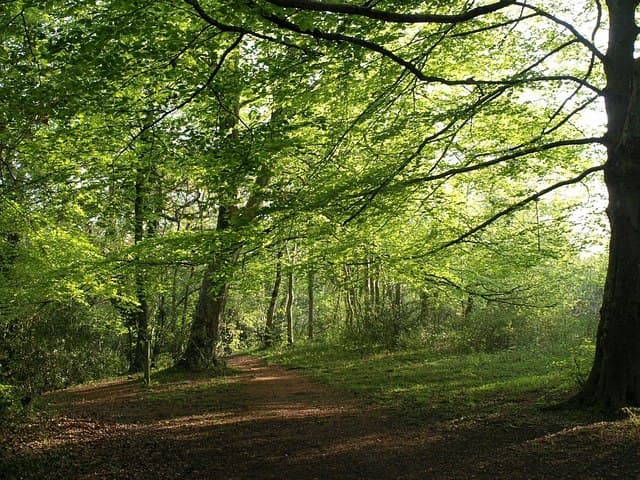 Decoy Country Park - Image 2