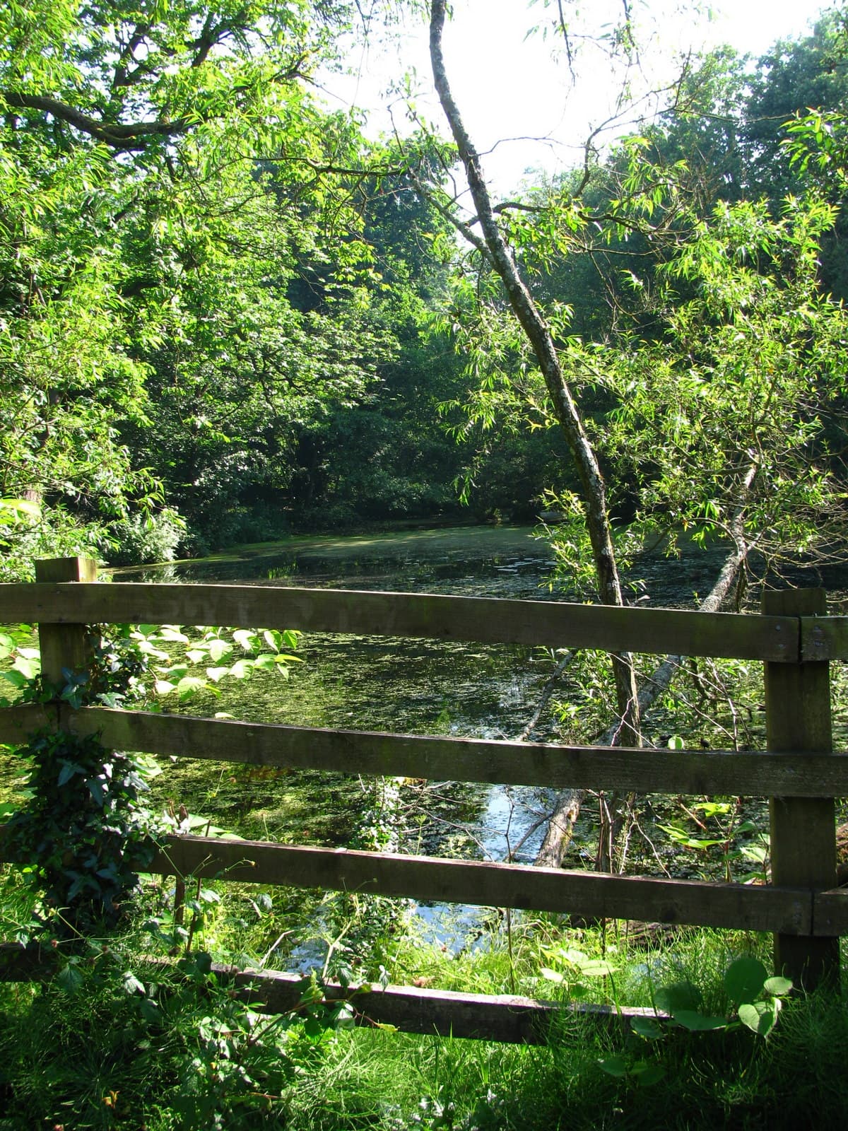 Allt-Yr-Yn Nature Reserve - Image 2