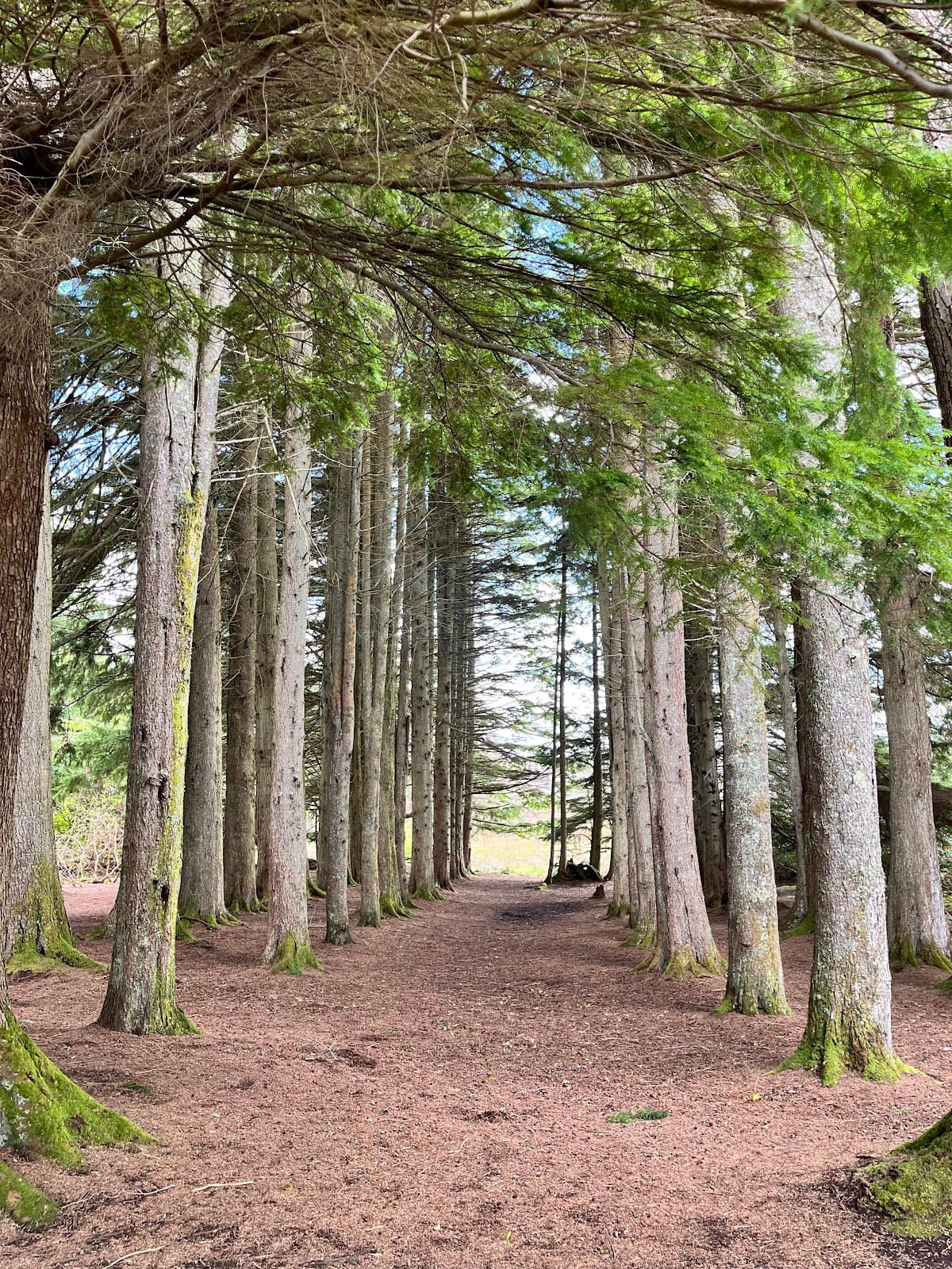 Larachmhor Gardens - Main view