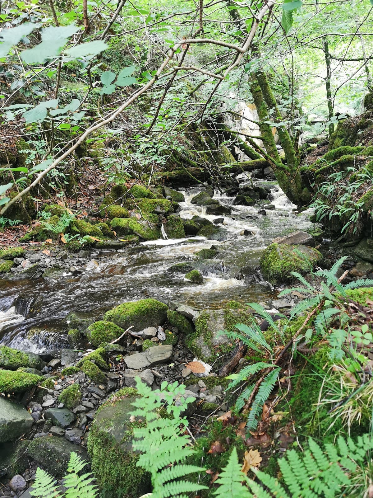 Larachmhor Gardens - Image 2