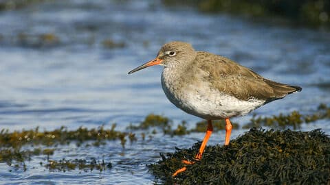 Traeth Glaslyn North Wales Wildlife Trust Nature Reserve - Image 4