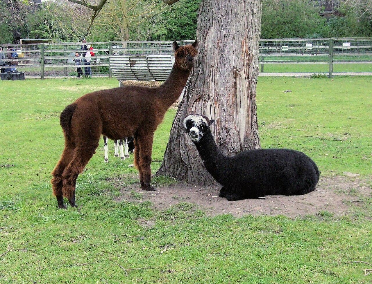 Deen City Farm and Riding School - Image 2