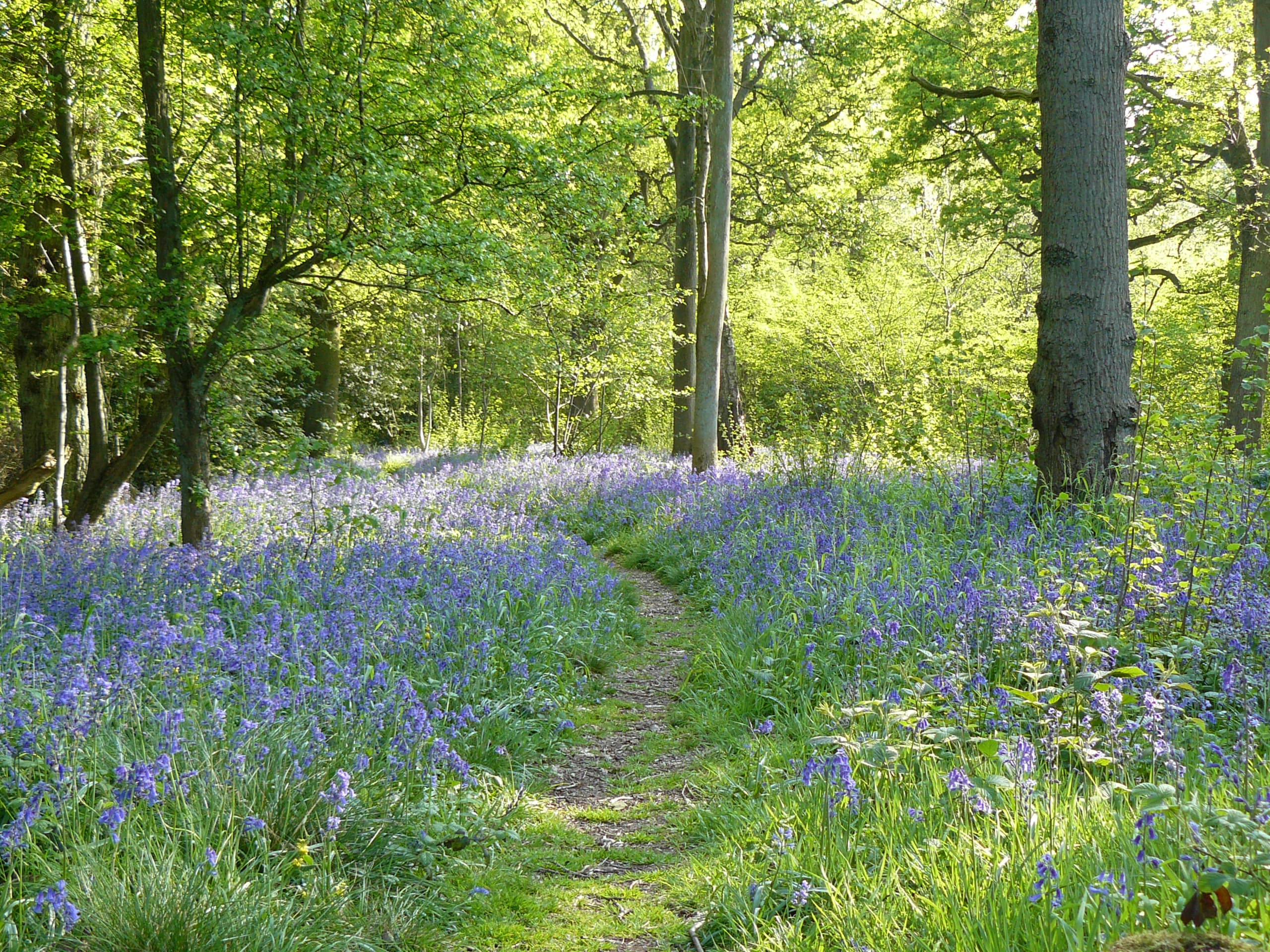 Chaddesley Woods National Nature Reserve - Main view