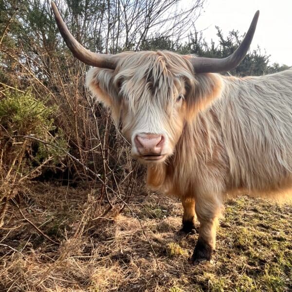 Elvetham Heath Nature Reserve - Image 3