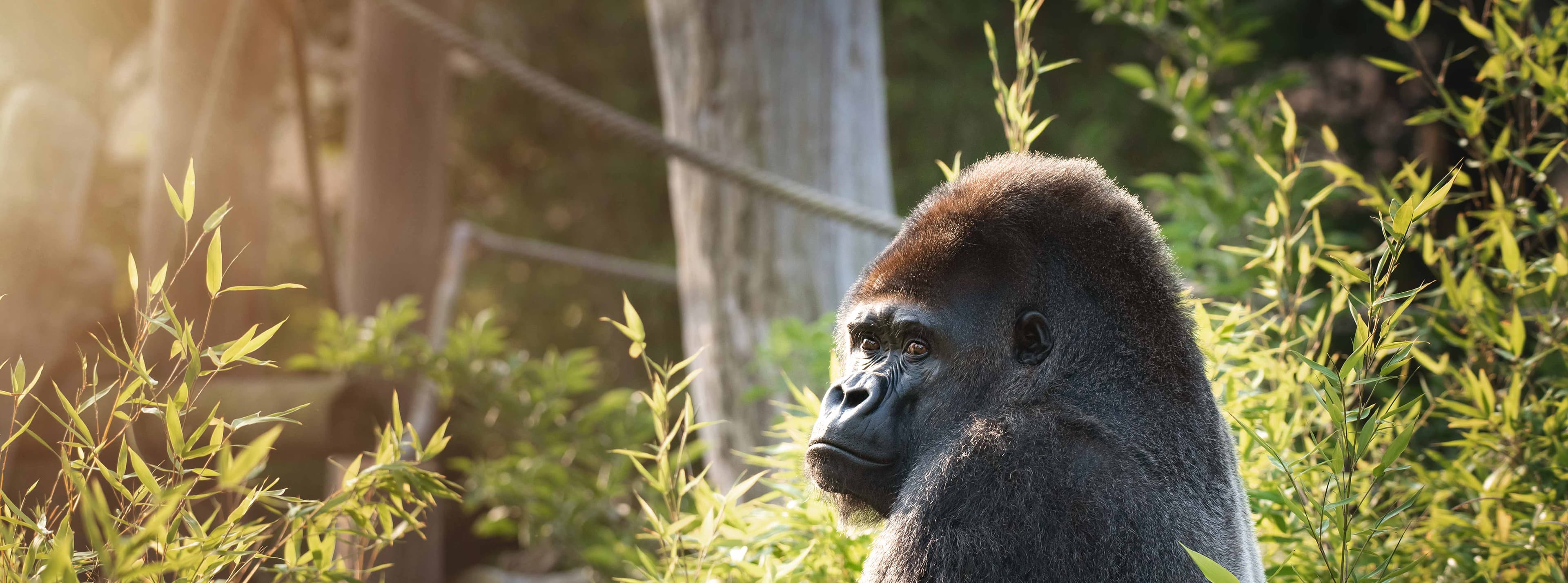 Jersey Zoo - Image 3