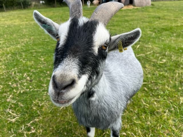 Willows Animal Sanctuary - Image 2