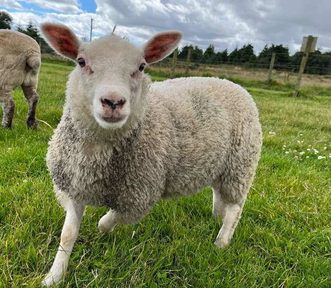 Willows Animal Sanctuary - Image 3