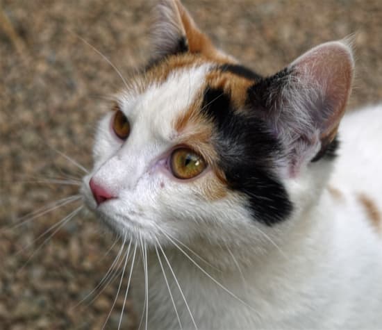 Willows Animal Sanctuary - Image 4