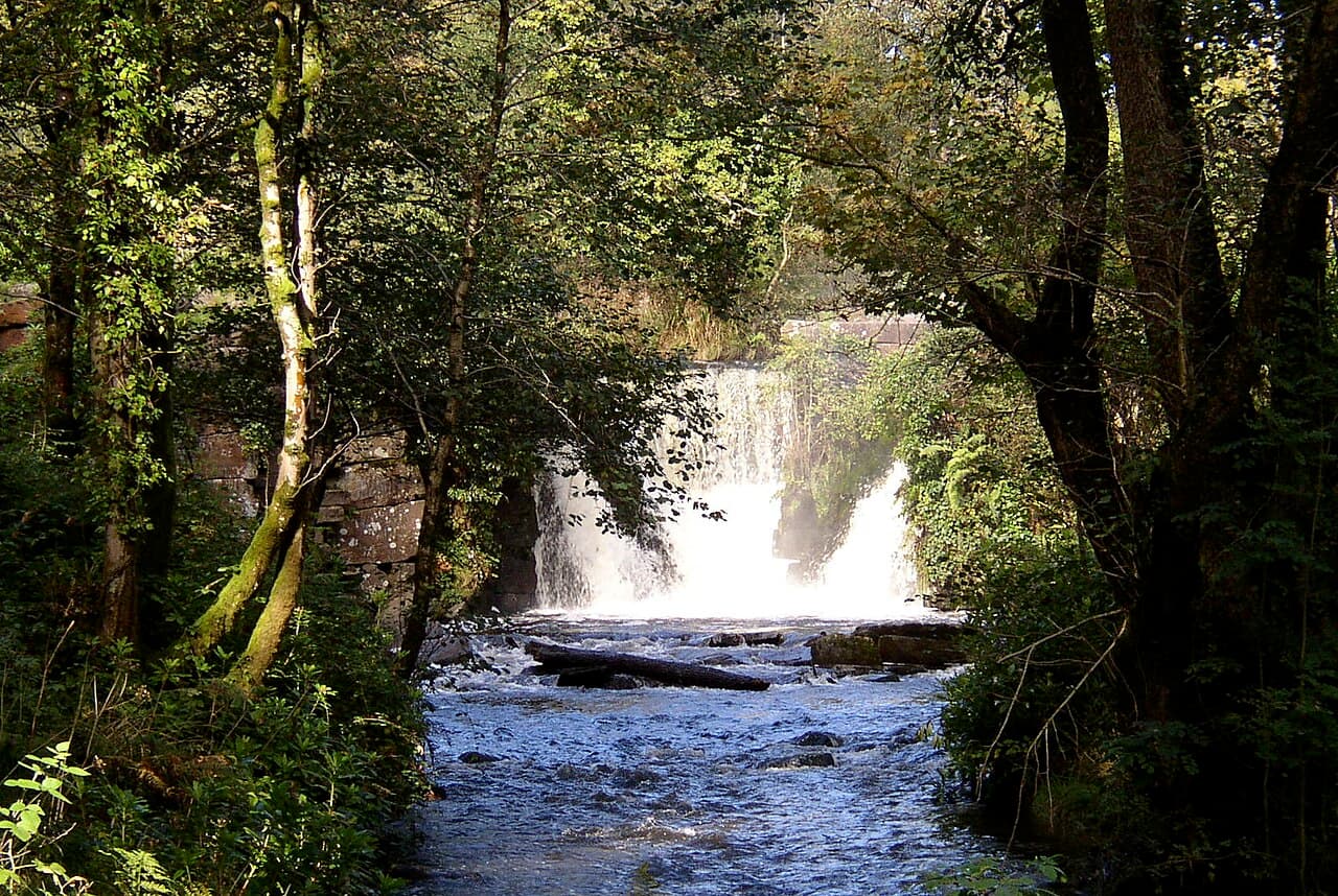 Penllergare Valley Woods - Image 2