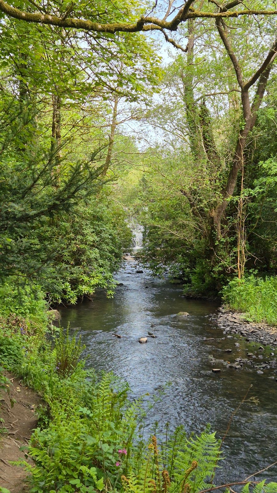 Penllergare Valley Woods - Image 3