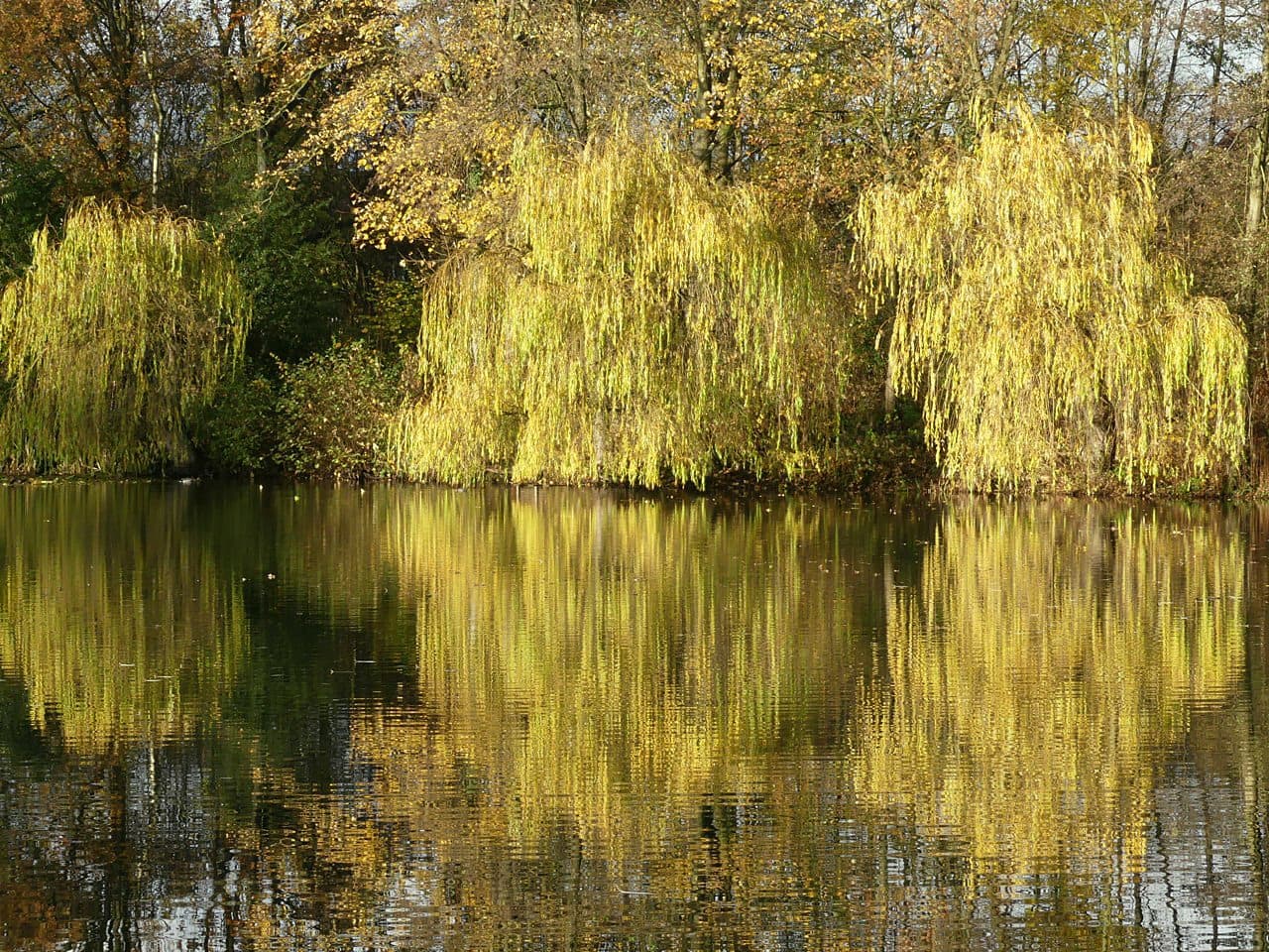 New Earswick Nature Reserve - Image 2