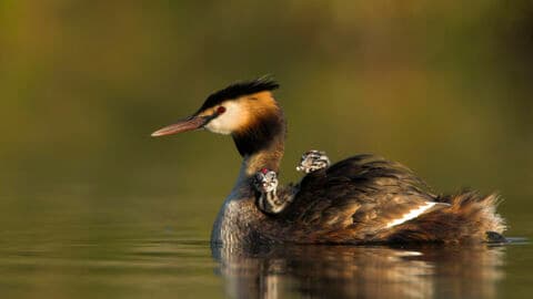 Wigan Flashes Local Nature Reserve - Image 2