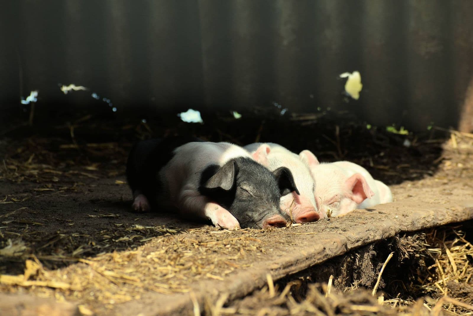 Fordhall Organic Farm - Image 2