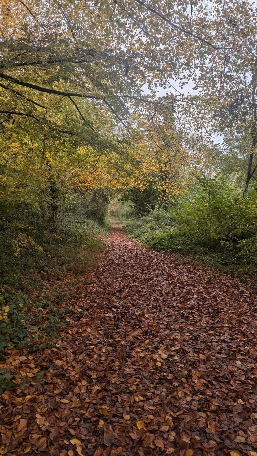 Beacon Hill National Nature Reserve - Image 2