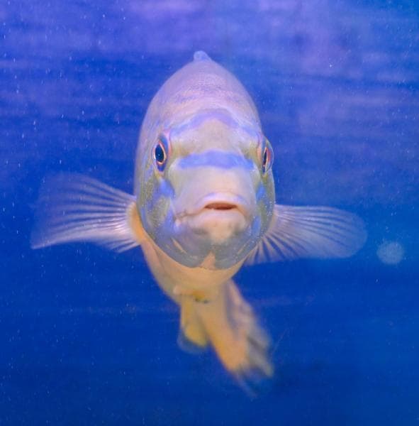 Lyme Regis Marine Aquarium - Image 3
