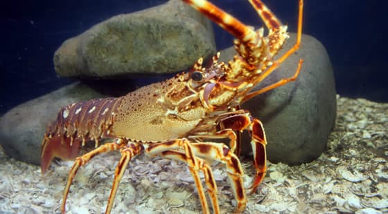 Lyme Regis Marine Aquarium - Image 4