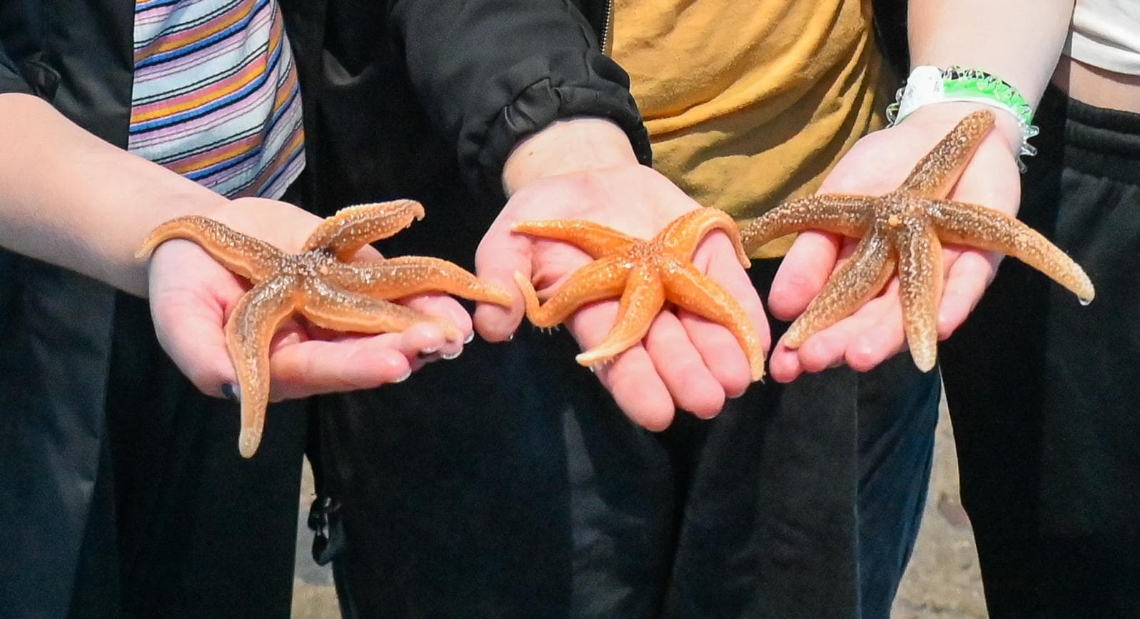 Lyme Regis Marine Aquarium - Image 5