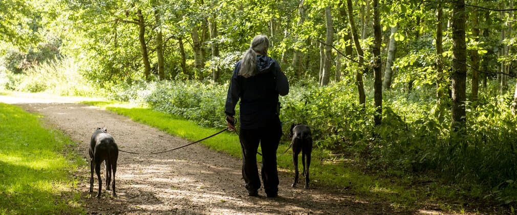 Nightingale Wood - Main view