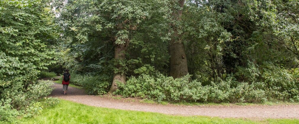 Nightingale Wood - Image 2