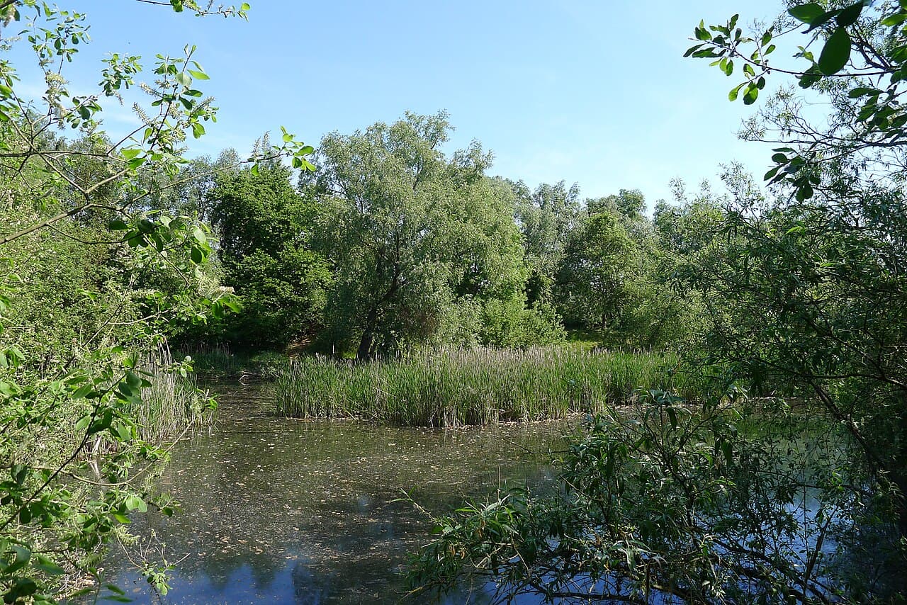 Lattersey Local Nature Reserve - Image 2