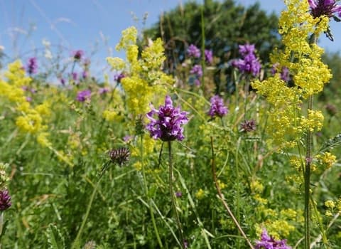 Lattersey Local Nature Reserve - Image 3