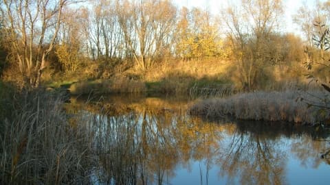 Lattersey Local Nature Reserve - Image 4