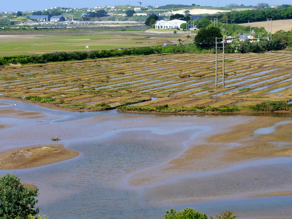 RSPB Hayle Estuary - Image 2