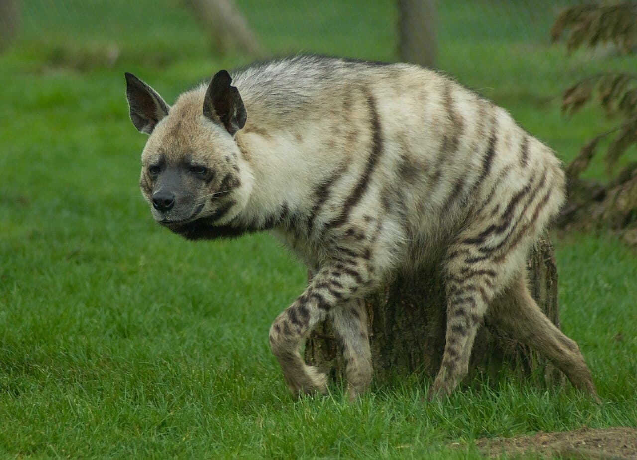 Africa Alive - Image 2