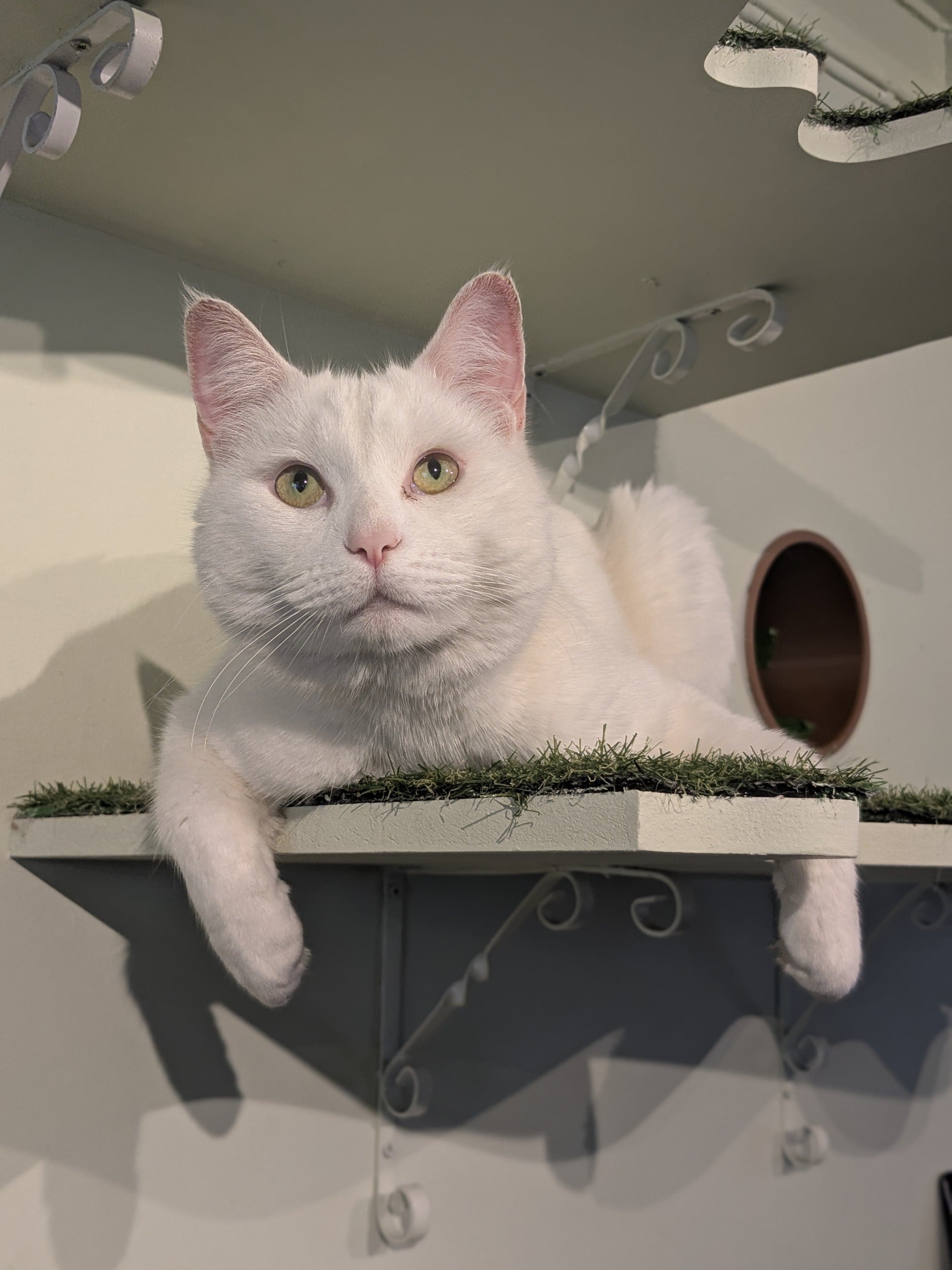 Lady Dinah's Cat Emporium - Main view
