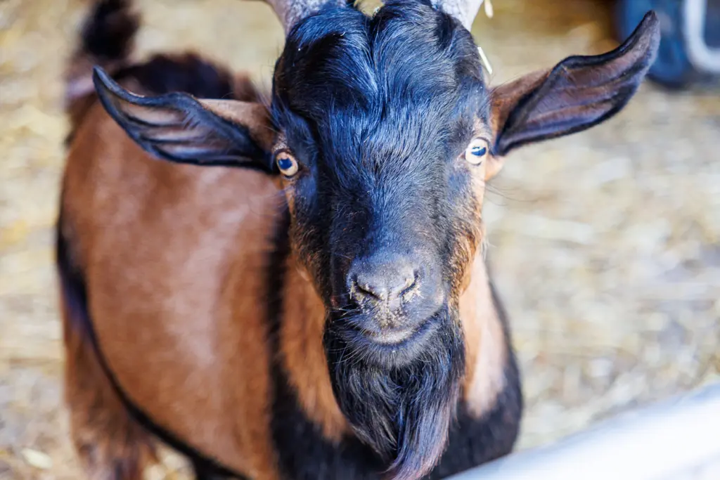 Foxholes Farm Shop & Butchery - Image 2